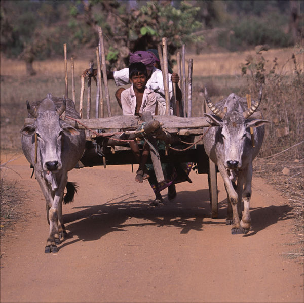 Traffic, Indian Style.
